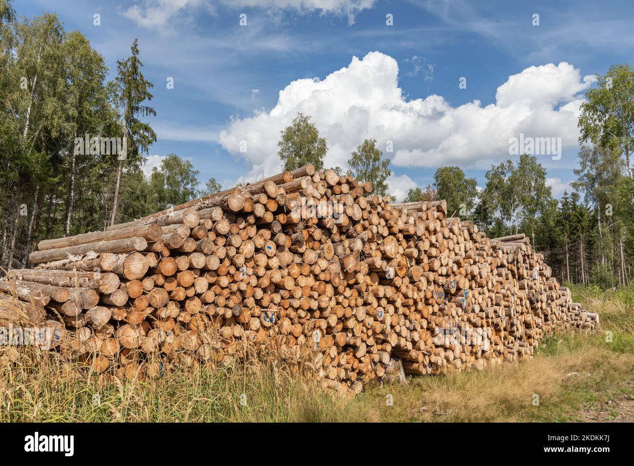Großer Haufen mit Baumstämmen im Wald Stockfoto