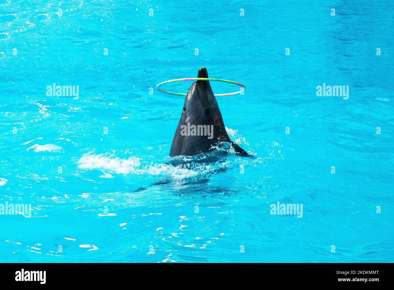 Delphine im Delfinarium machen Tricks. Aufführung im Delfinarium Stockfoto