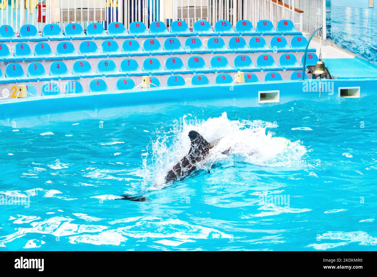 Delphine im Delfinarium machen Tricks. Aufführung im Delfinarium Stockfoto