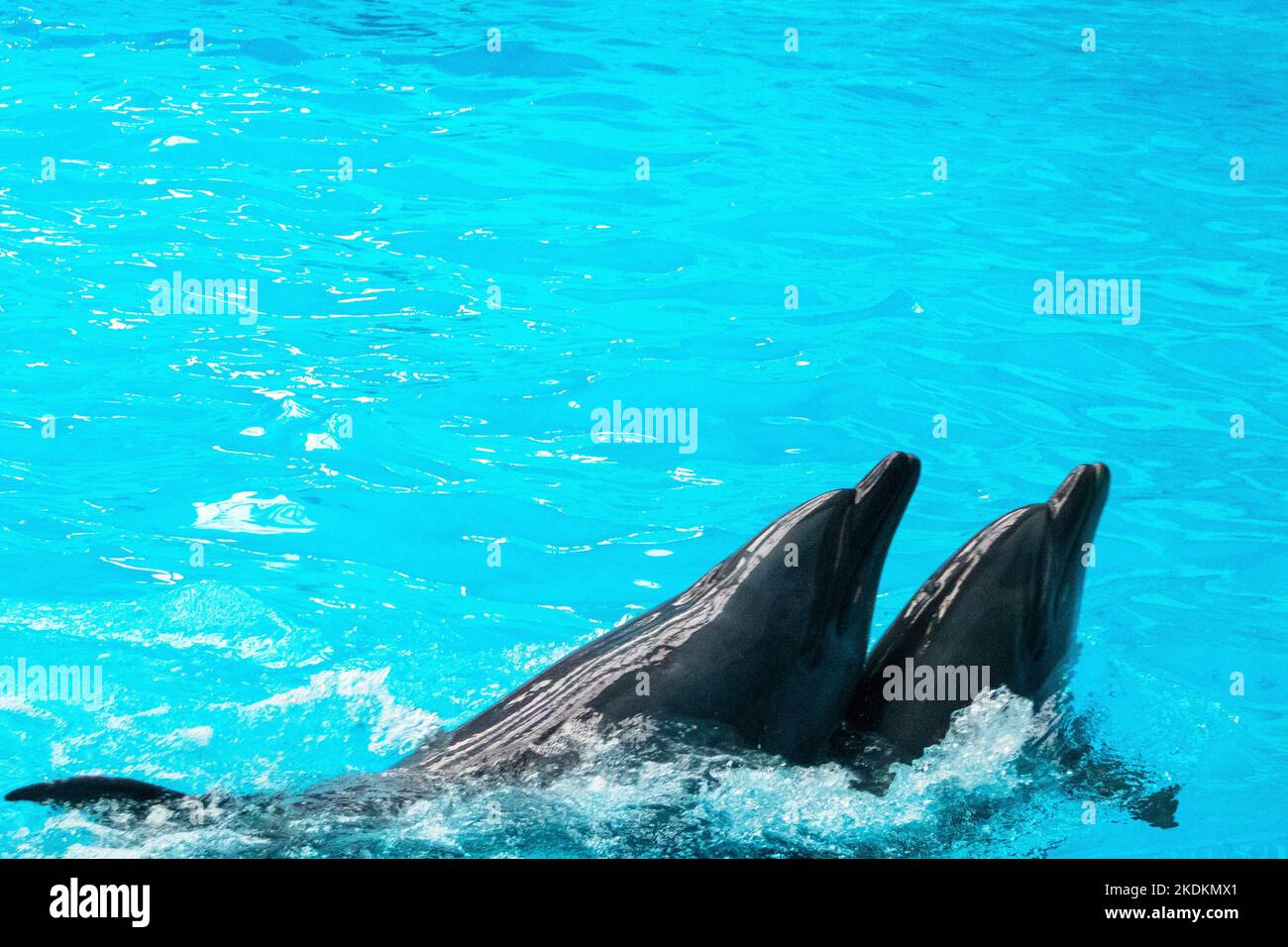 Delphine im Delfinarium machen Tricks. Aufführung im Delfinarium Stockfoto