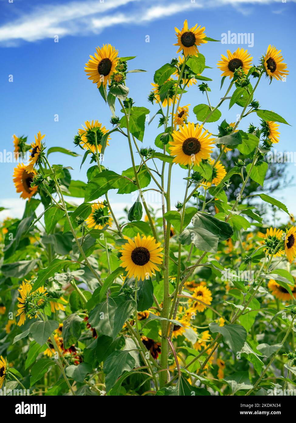 Sonnenblumen in einem Blumenfeld an einem sonnigen Tag mit blauem Himmel und Wolken im Hintergrund. Stockfoto