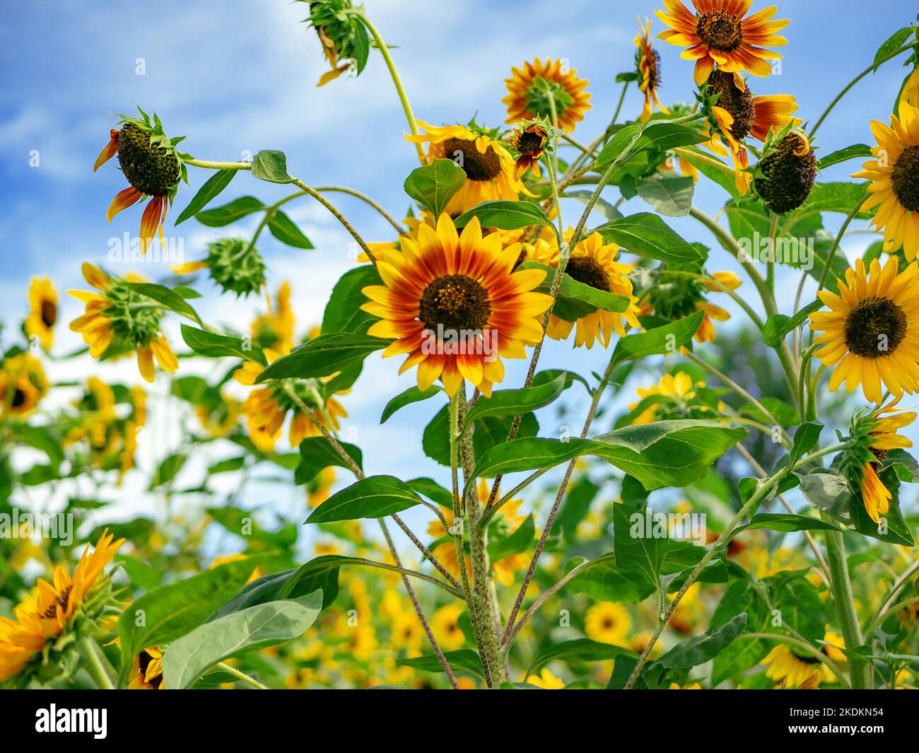 Sonnenblumen in einem Blumenfeld an einem sonnigen Tag mit blauem Himmel im Hintergrund Stockfoto