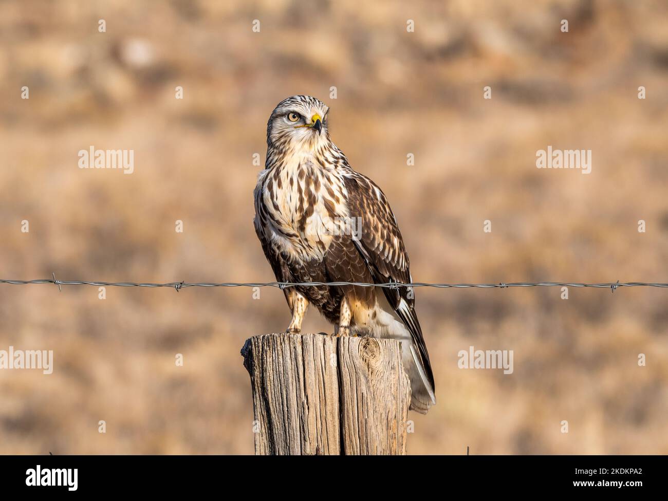 Ein wunderschöner, rauhbeiniger Hawk steht auf einem Fencepost auf seinem Wintergelände im Hochland von Colorado. In der Artik geboren, perh Stockfoto