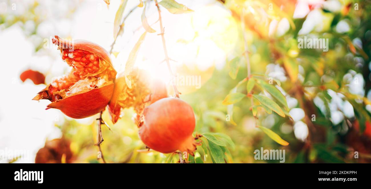Helle sonnige Tagesaufnahme von reifen rissigen roten Granatapfel, die am Ast mit Sonnenstrahlen im Hintergrund anhängen. Gesundes Essen und Gartenkonzept. Stockfoto