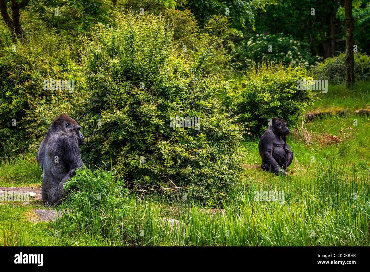 Gorilla im Apenheul Monkey Park in den Niederlanden Stockfoto