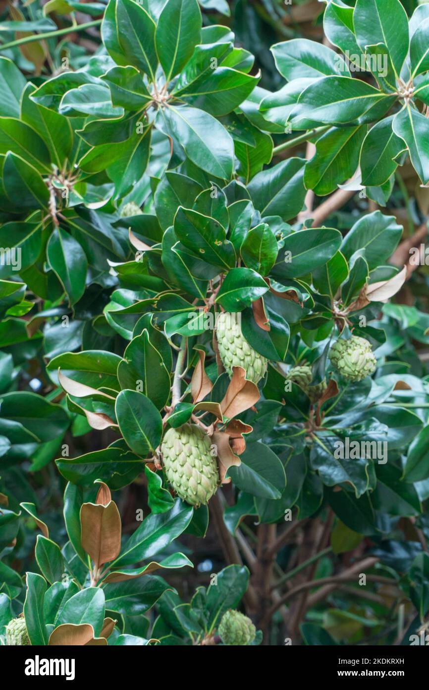 Magnolienbaum mit kegelförmigen Früchten, Santa Margherita Liguria, Norditalien. September 2022. Stockfoto