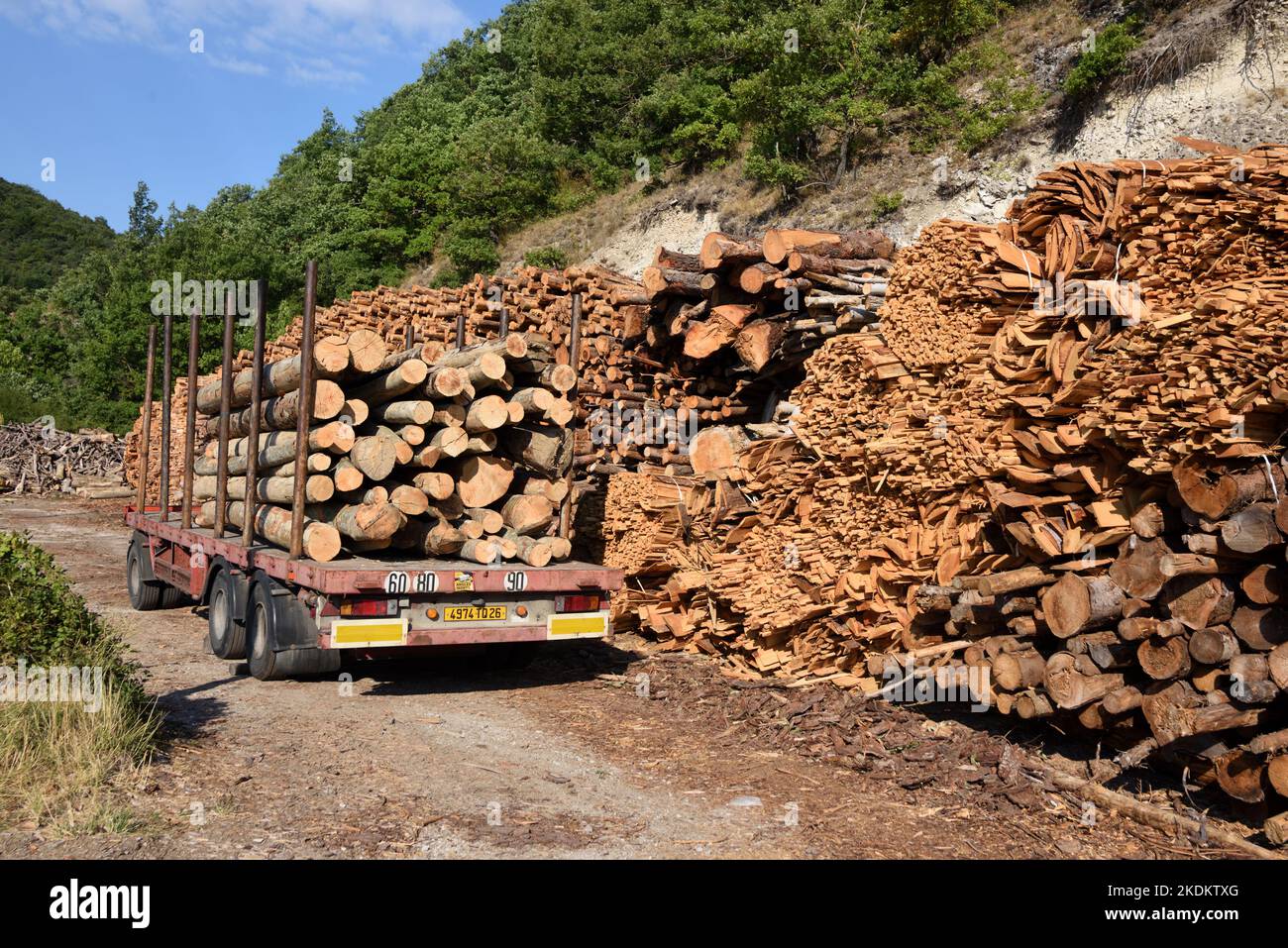 LKW, Anhänger oder LKW mit Holzschnitt, Holz- oder Baumstämmen Stockfoto