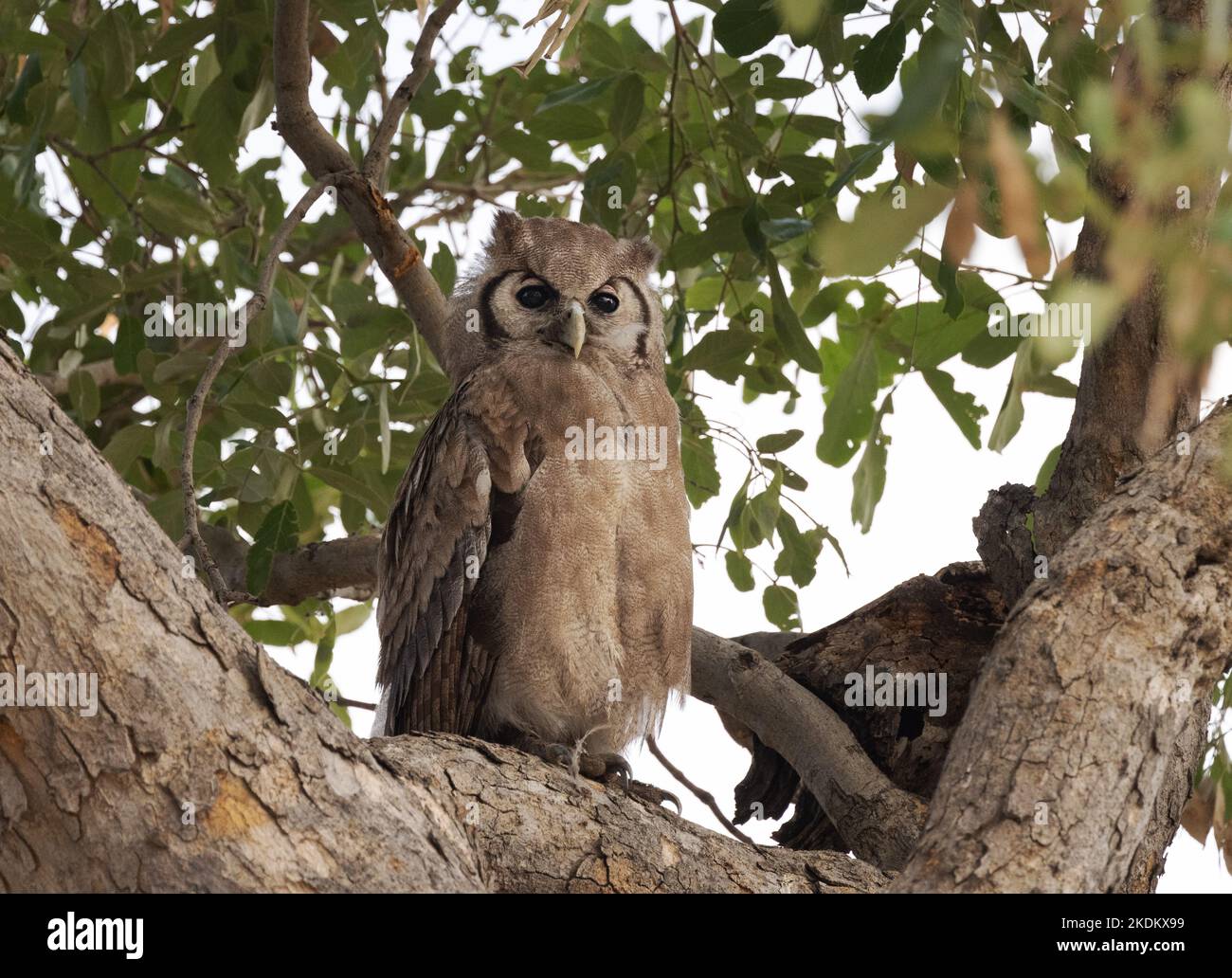 Verreaux's Eagle Owl, oder African Eagle Owl, Bubo lacteus hoch oben in einem Baum, Moremi Game Reserve, Okavango Delta, Botsuana Africa. Afrikanische Vögel Stockfoto