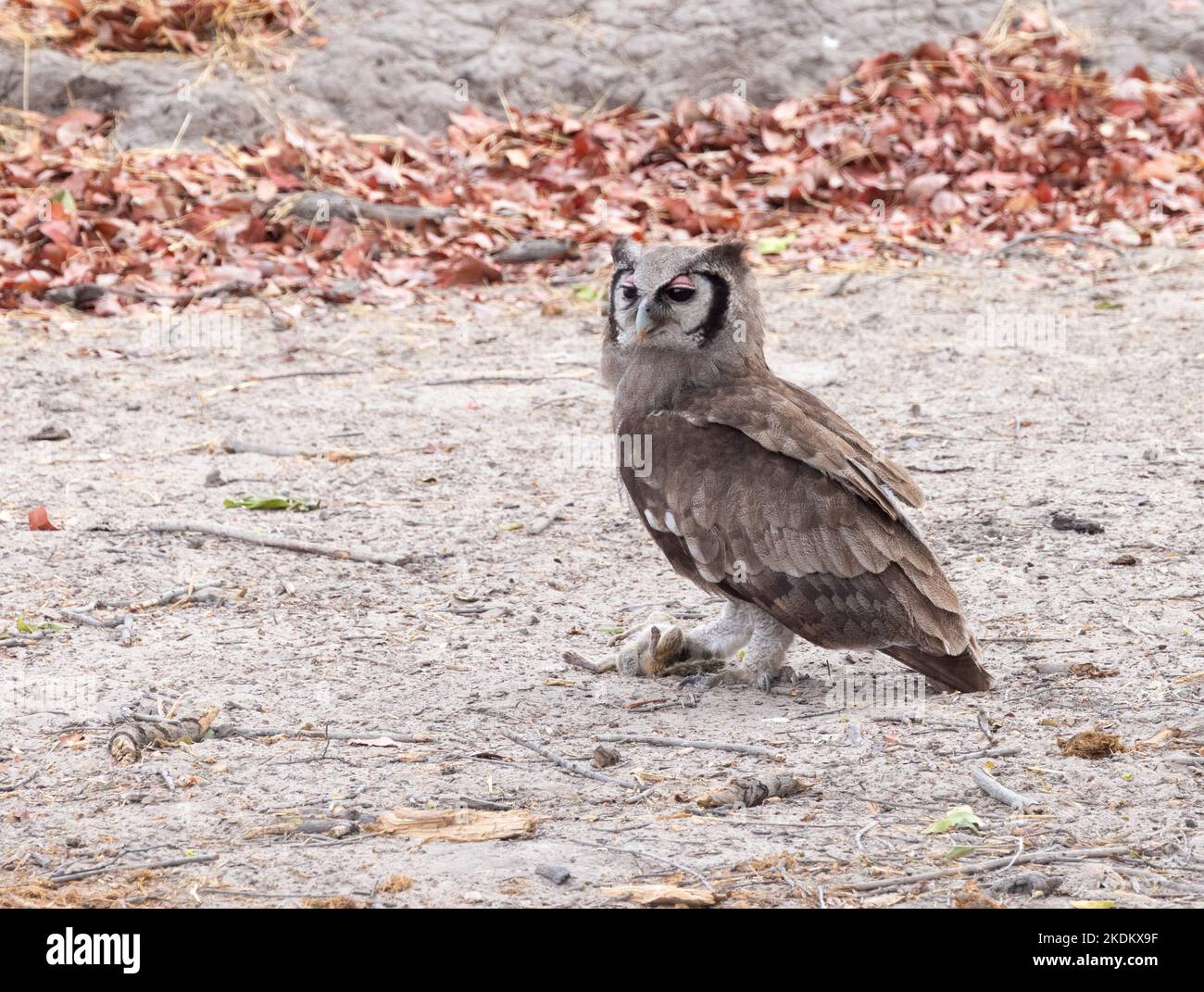 Verreaux's Eagle Owl oder African Eagle Owl, Bubo lacteus auf dem Boden, der ein Eichhörnchen in seinen Krallen füttert; Chobe-Nationalpark, Botsuana Africa Stockfoto