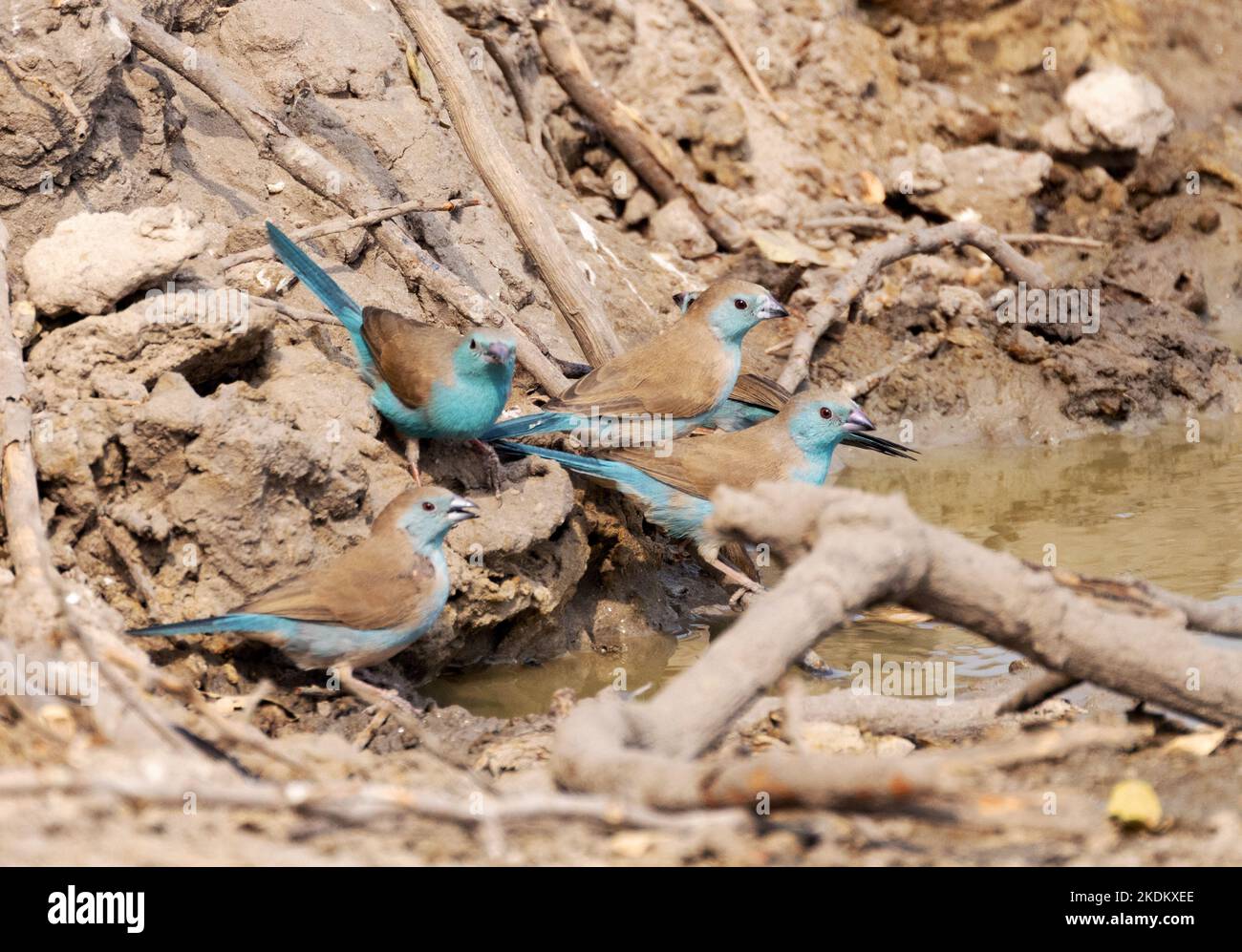 Blaues Wachsfiguren, Uraeginthus angolensis; eine Gruppe bunter Vögel an einem Wasserloch, Okavango Delta, Botsuana Afrika. Afrikanische Vögel. Stockfoto