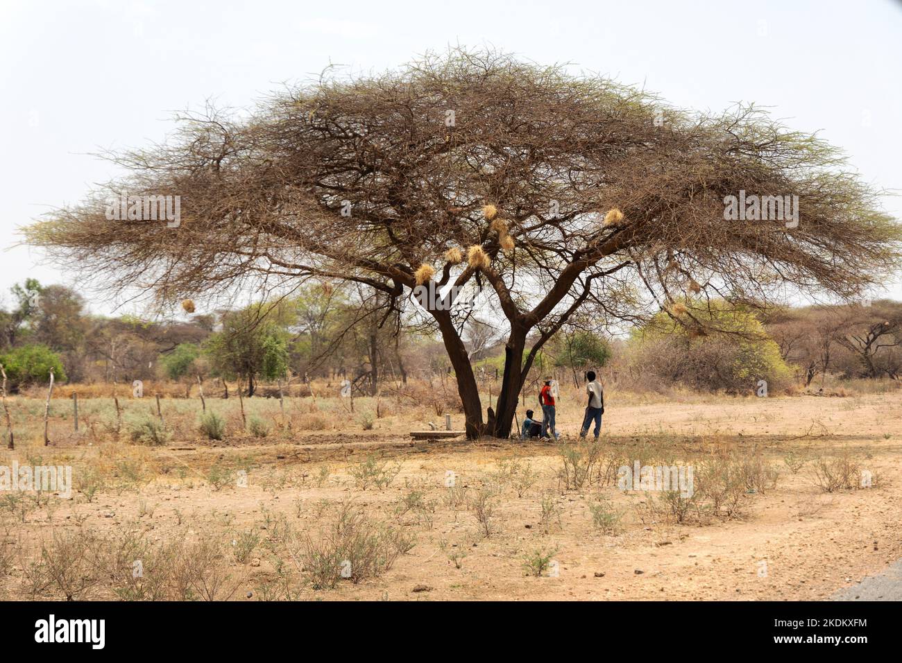 Afrikanische Landschaft; Menschen ruhen sich im Schatten eines Akazienbaums, Szene in Kasane, Botswana Afrika Stockfoto