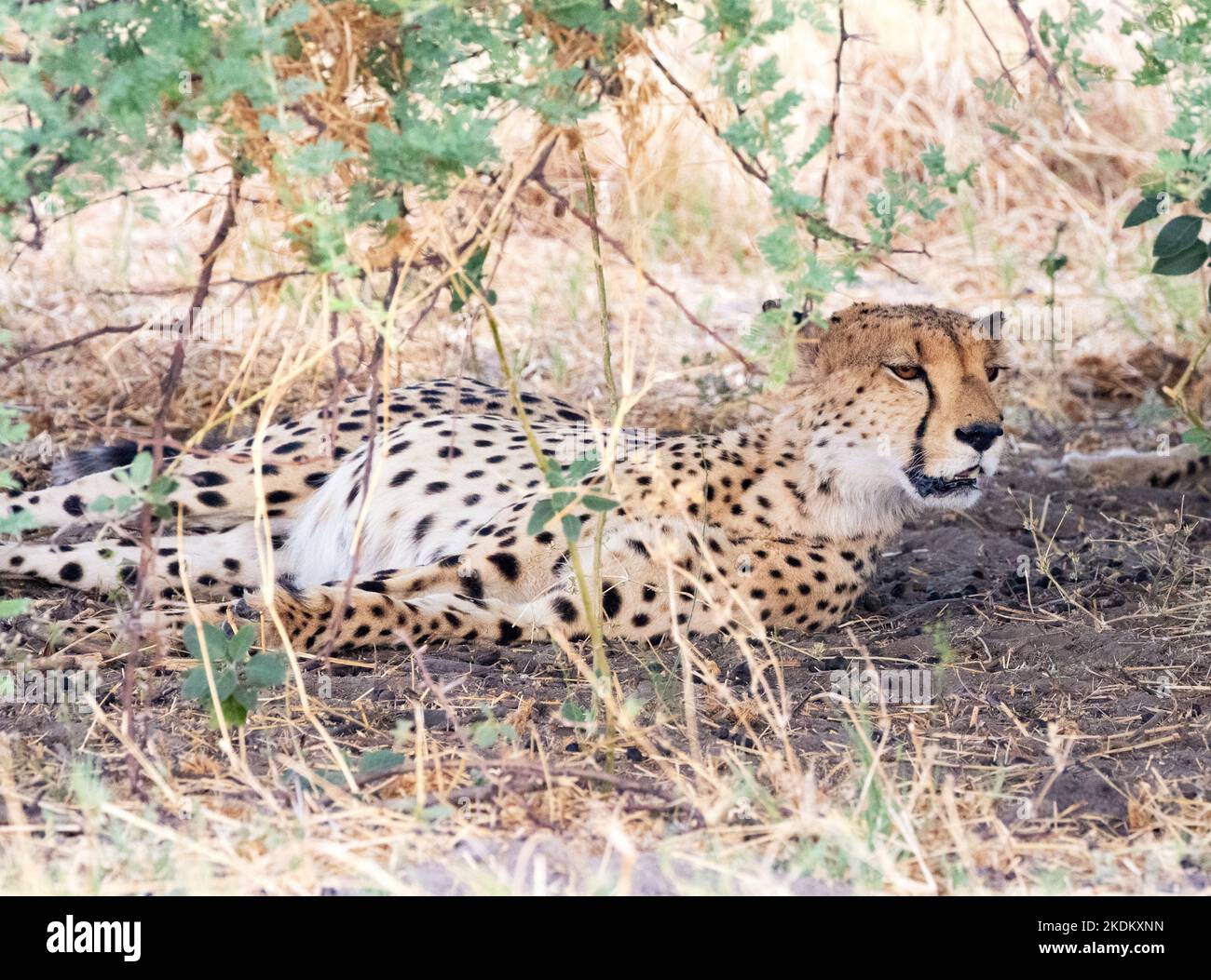 Erwachsene männliche Gepard, Acinonyx jubatus in freier Wildbahn, Chobe National Park, Botswana Africa. Gefährdete Arten. Große Kat. Stockfoto
