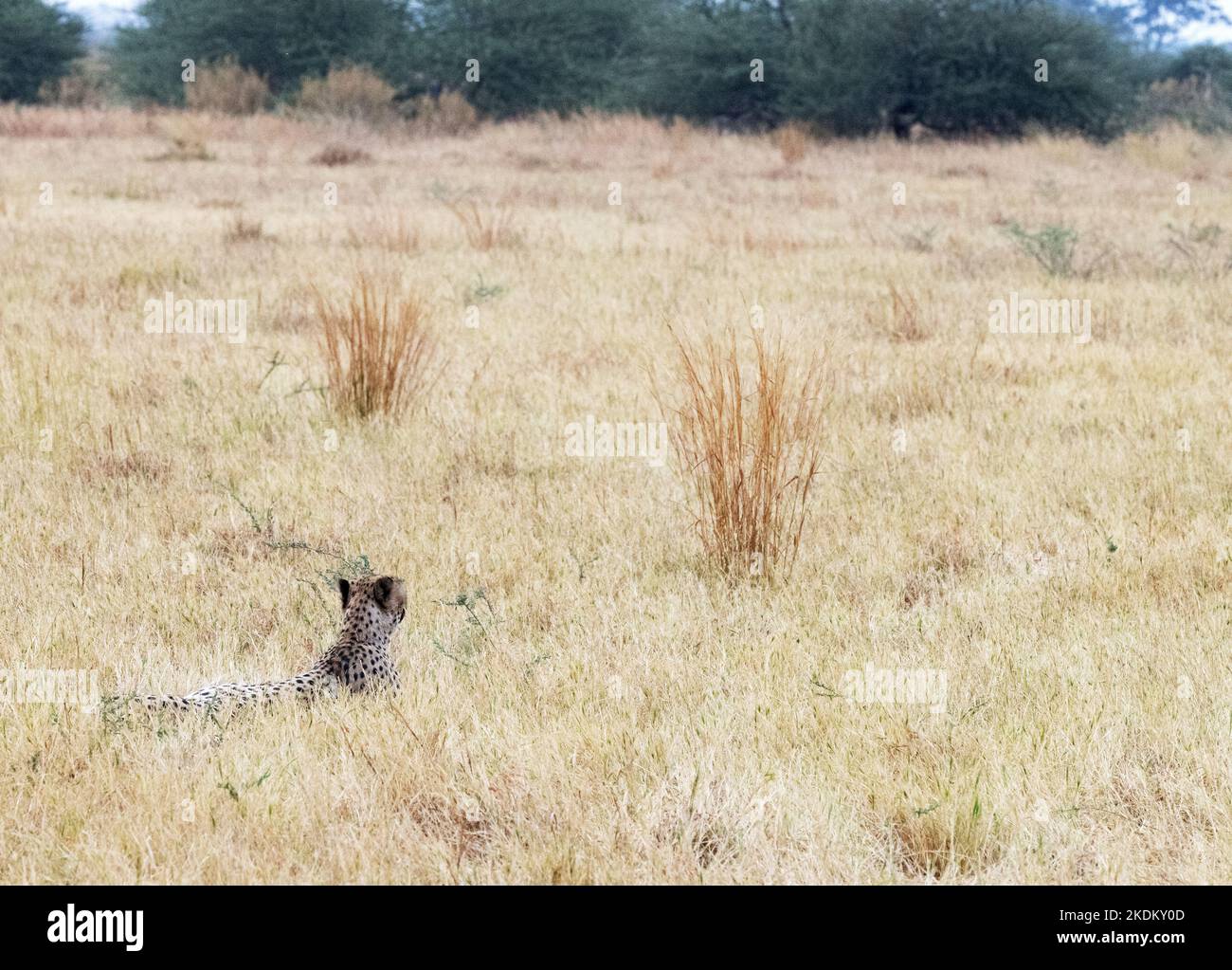 Wilder erwachsener männlicher Geparden, der im Grasland, Acinonyx jubatus, Chobe National Park, Botswana Africa jagt. Gefährdete Tiere. Große Kat. Stockfoto