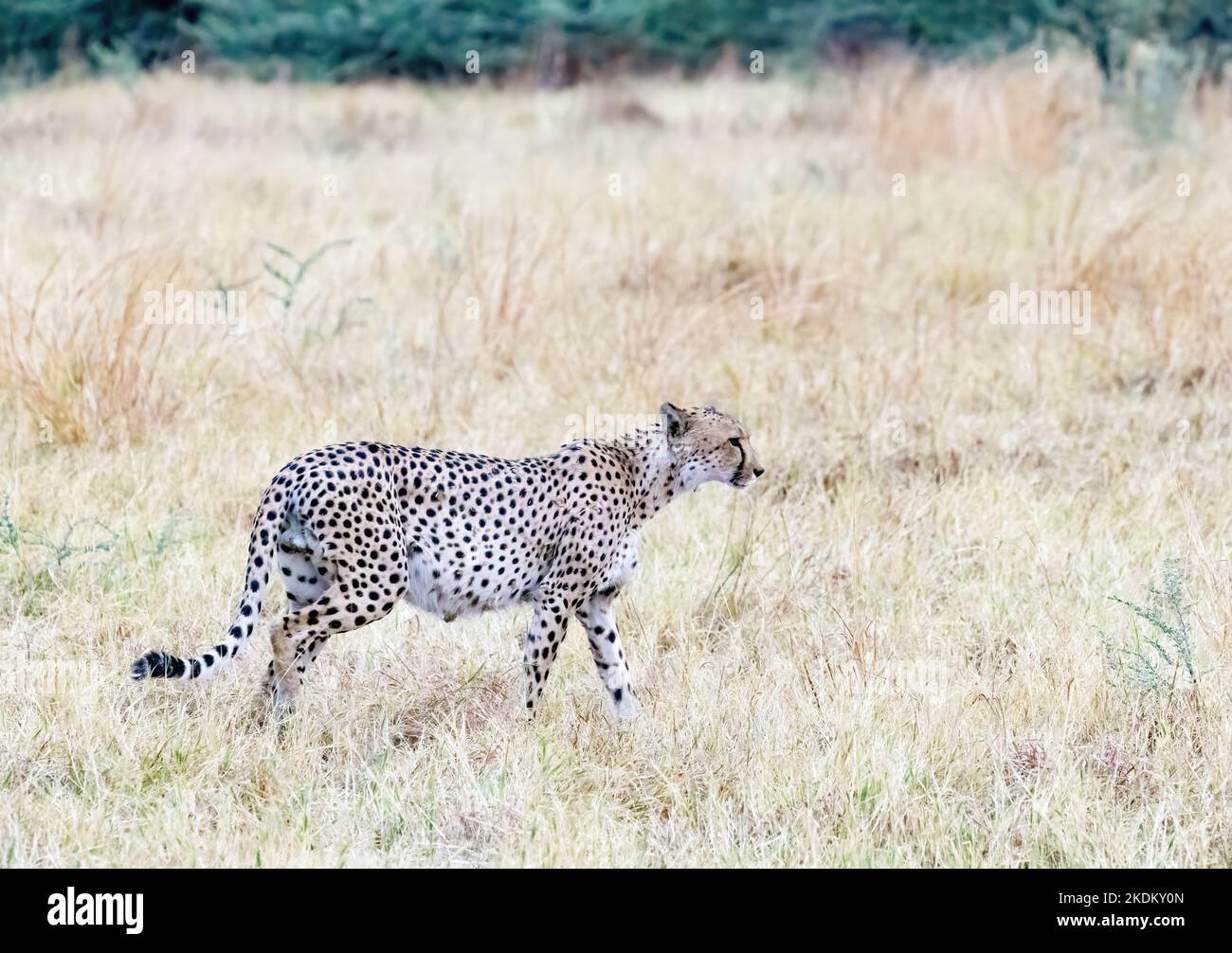 Cheetah Africa; wilder erwachsener männlicher Gepard, der im Grasland, Acinonyx jubatus, Chobe National Park, Botswana Africa, steht. Gefährdete Tiere. Große Kat. Stockfoto