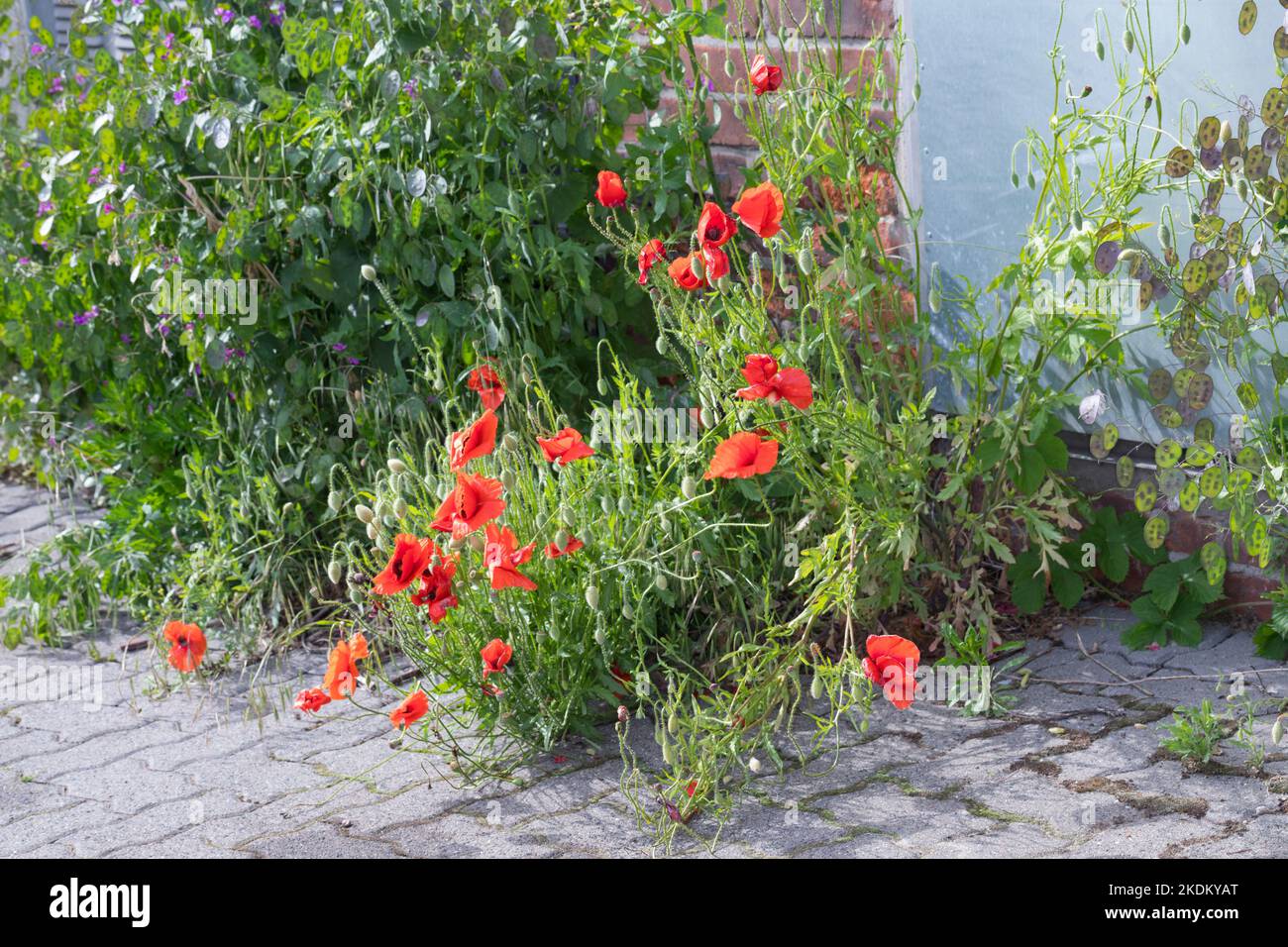 Klatsch-Mohn, Klatschmohn, in Pflasterritzen, Mohnblume, Klatschrose, Mohn, Papaver rhoeas, Maismohnblume, Feldmohnblume, gemeiner Mohnblume, Maisrose, Flandern Stockfoto