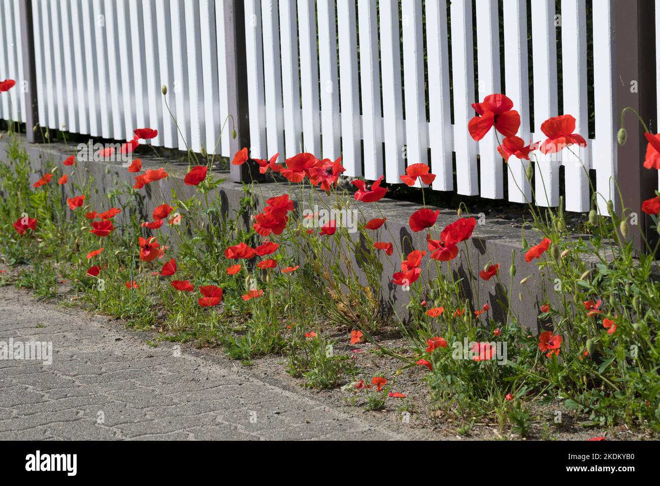 Klatsch-Mohn, Klatschmohn, an einem Gartenzaun, Mohnblume, Klatschrose, Mohn, Papaver rhoeas, Maismohnblume, Feldmohnblume, gemeiner Mohnblume, Maisrose, Flande Stockfoto