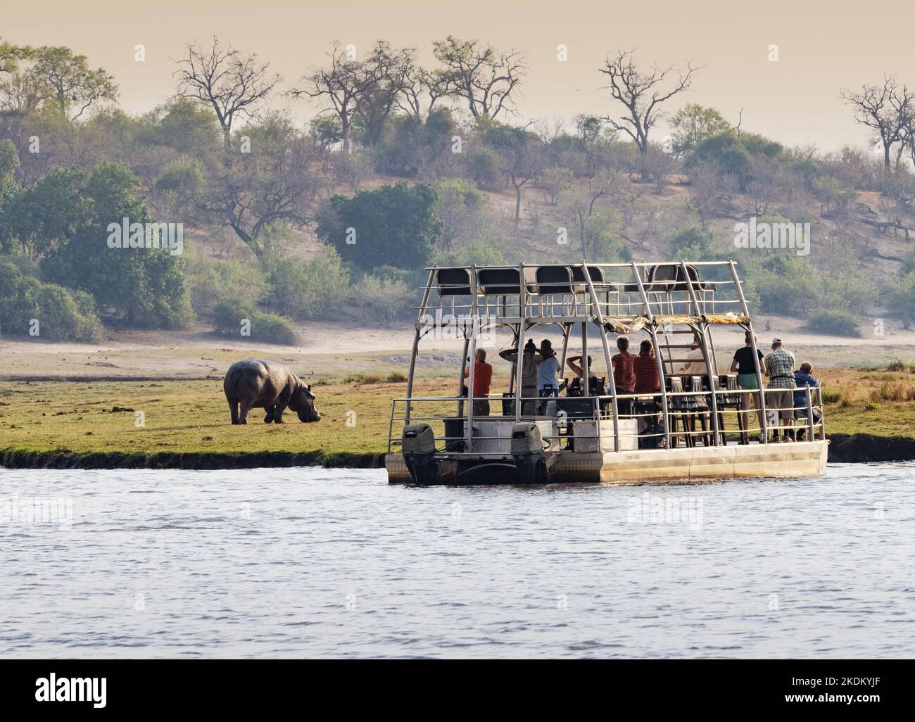 Chobe River Cruise - Menschen, die eine Bootssafari machen, um Wildtiere zu sehen, Chobe River, Chobe National Park, Chobe Botswana Africa. Reisen. Stockfoto