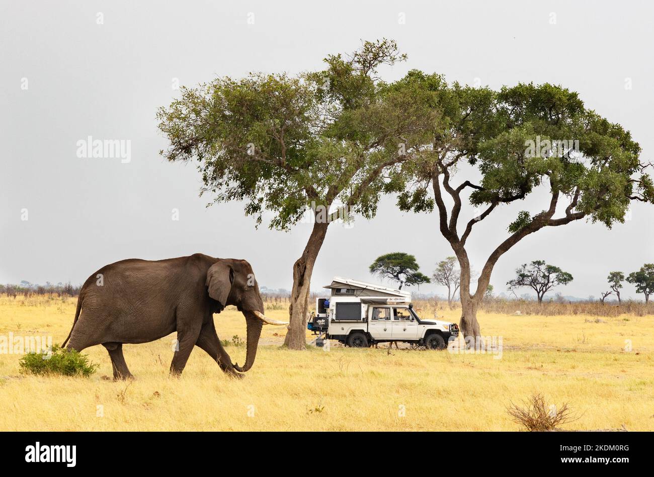 Afrikanische Safari - ein Elefant nähert sich Menschen auf einer Jeep-Safari-Urlaub, Moremi Game Reserve, Okavango Delta, Botswana Afrika. Afrika Reisen. Stockfoto