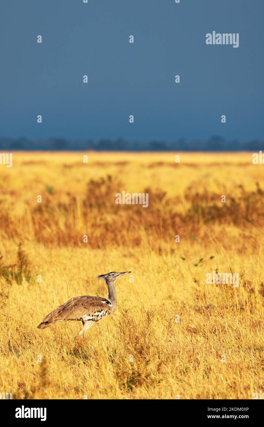 Kori Bustard, Ardeotis kori kori; Erwachsener Vogel in der Graslandschaft des Chobe National Park, Botswana Afrika. Tier bei Sonnenuntergang. Afrikanische Vögel. Stockfoto