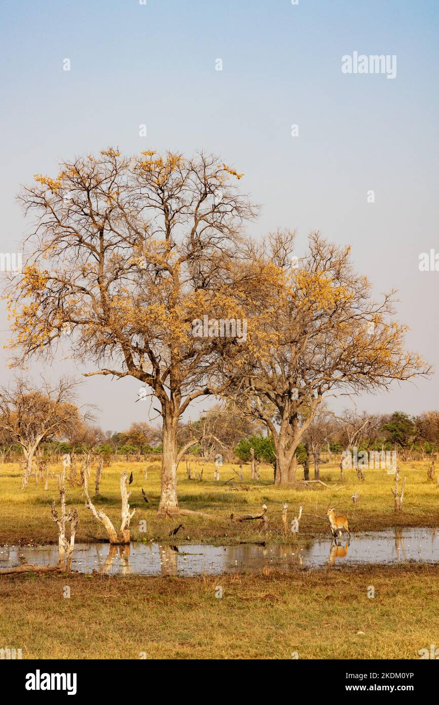 Afrikanische Landschaft; der Kwai-Fluss und die Kwai-Konzession, Moremi-Wildreservat, Okavango-Delta, Botswana-Afrika. Stockfoto