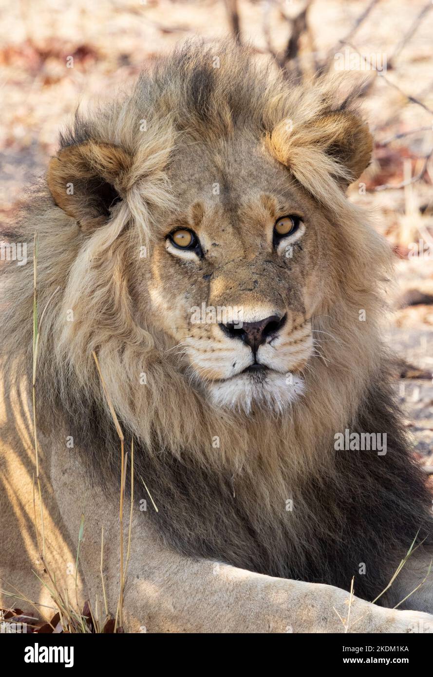 Erwachsener männlicher Löwe, Panthera leo, Blick auf die Kamera, Nahaufnahme eines Kopfporträts, Moremi Game Reserve, Okavango Delta, Botswana Africa Stockfoto
