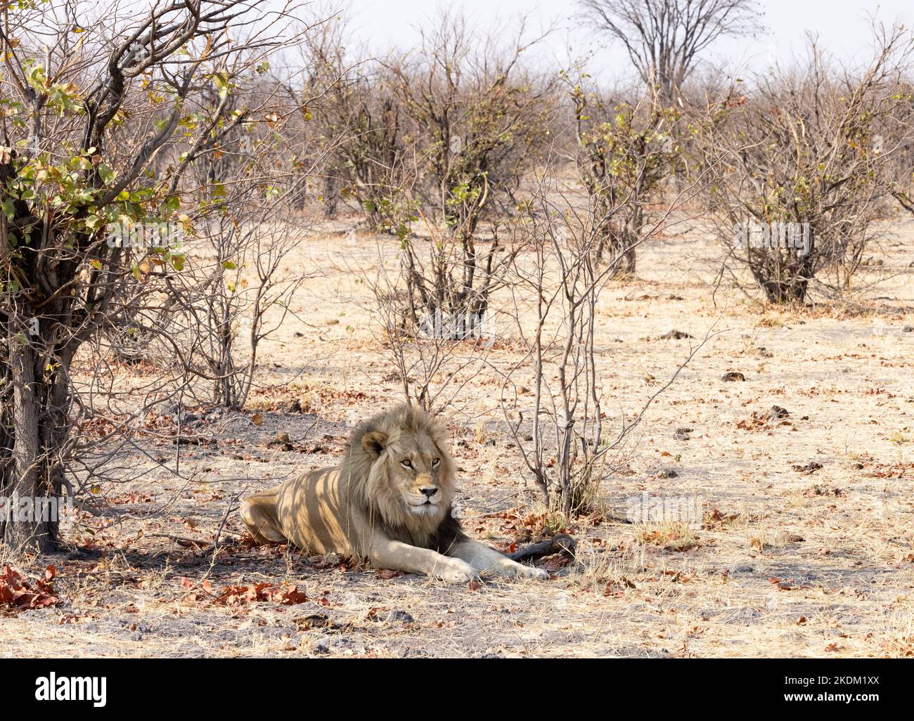 Ein erwachsener Löwe, Panthera leo, sitzt im Busch; Savuti, Chobe-Nationalpark, Botswana-Afrika Stockfoto