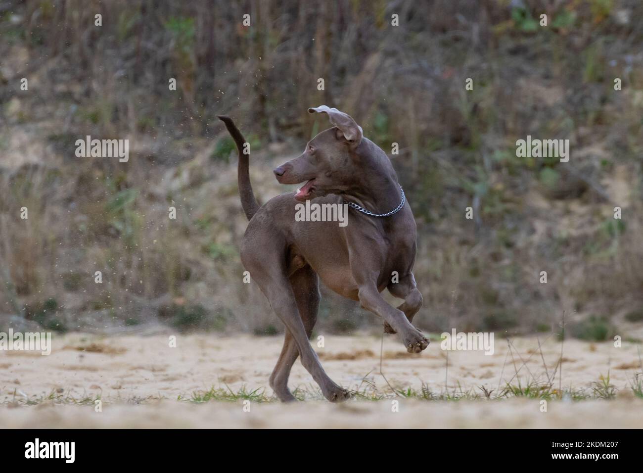 Weimaraner Kurzhaarzeiger. Schöner brauner Beagle. Reinrassiger Hund auf dem Fahrerlager. Stockfoto