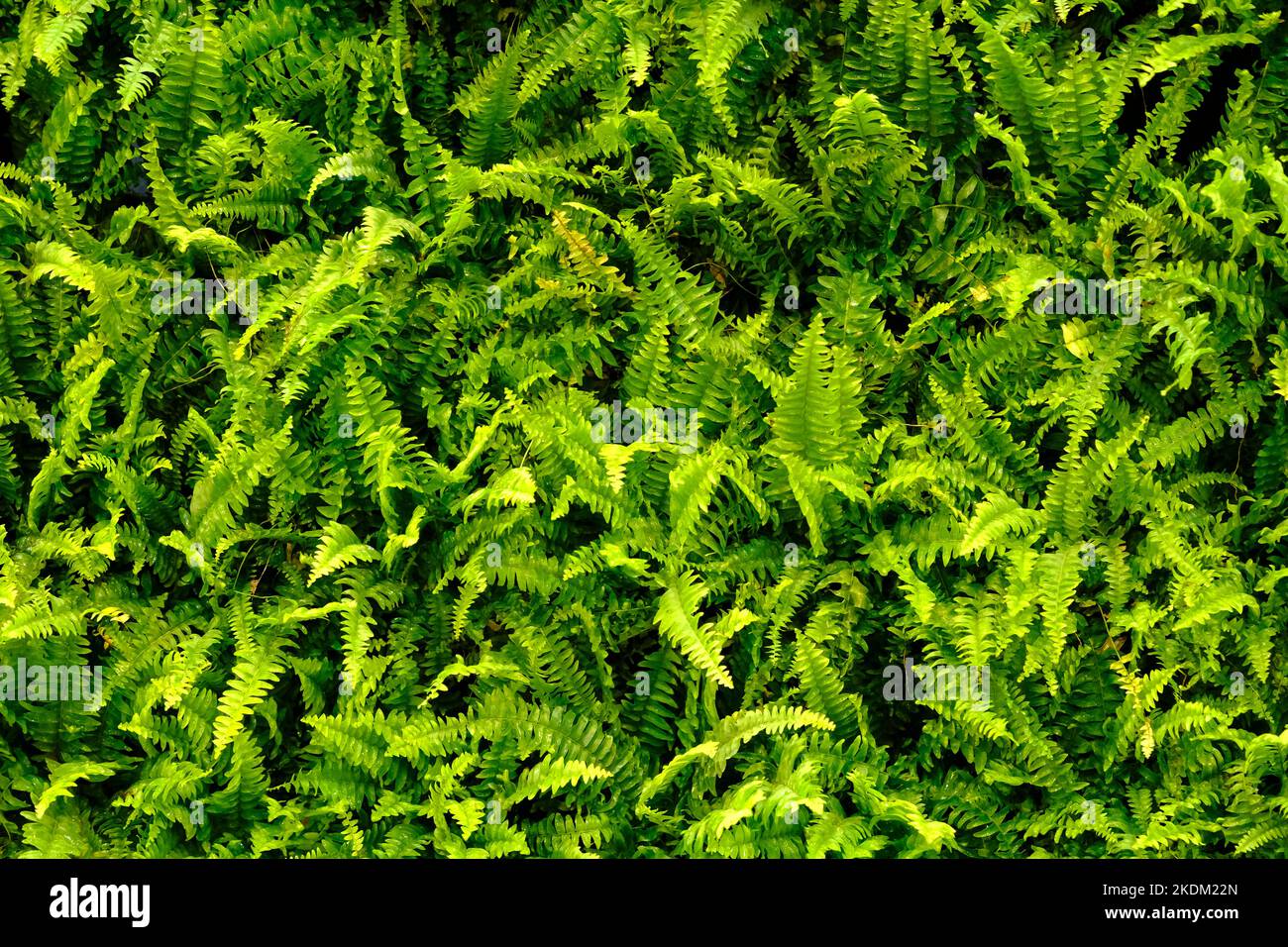 Grüne Blätter Textur Hintergrund, bunte Blätter, Naturkonzept, tropisches Blatt. Stockfoto