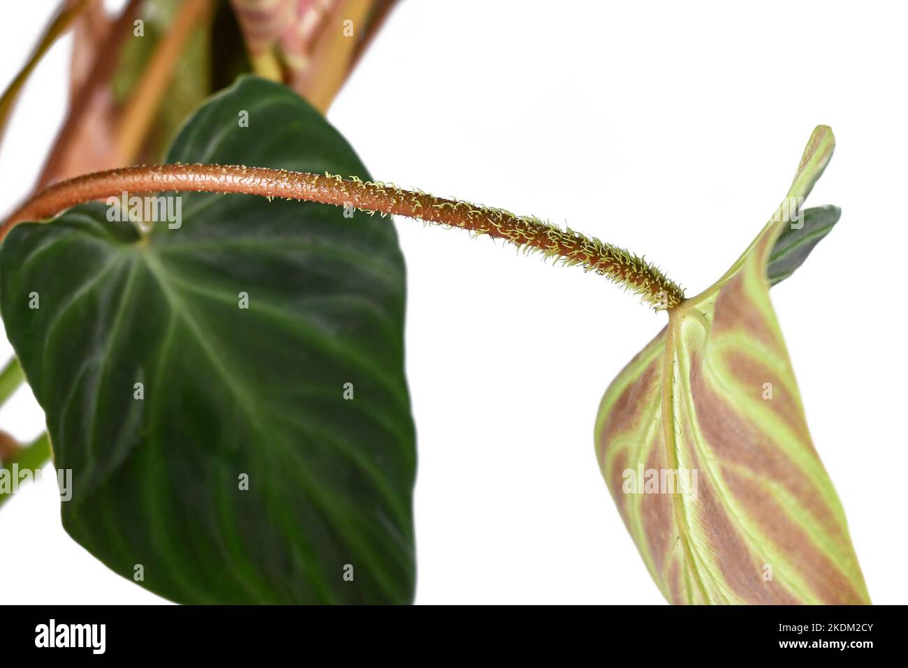 Stiel mit haariger Blattstiel der tropischen 'Philodendron Verrucosum'-Zimmerpflanze auf weißem Hintergrund Stockfoto