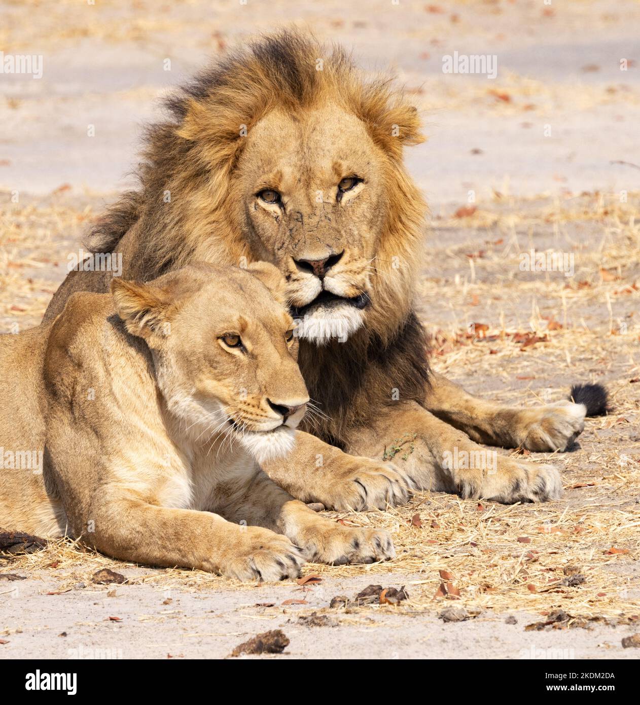 Löwe, männliche und weibliche Paare, Panthera leo, Moremi Game Reserve, Okavango Delta, Botswana Afrika. löwe und Löwin. Afrikanische Löwen. Stockfoto
