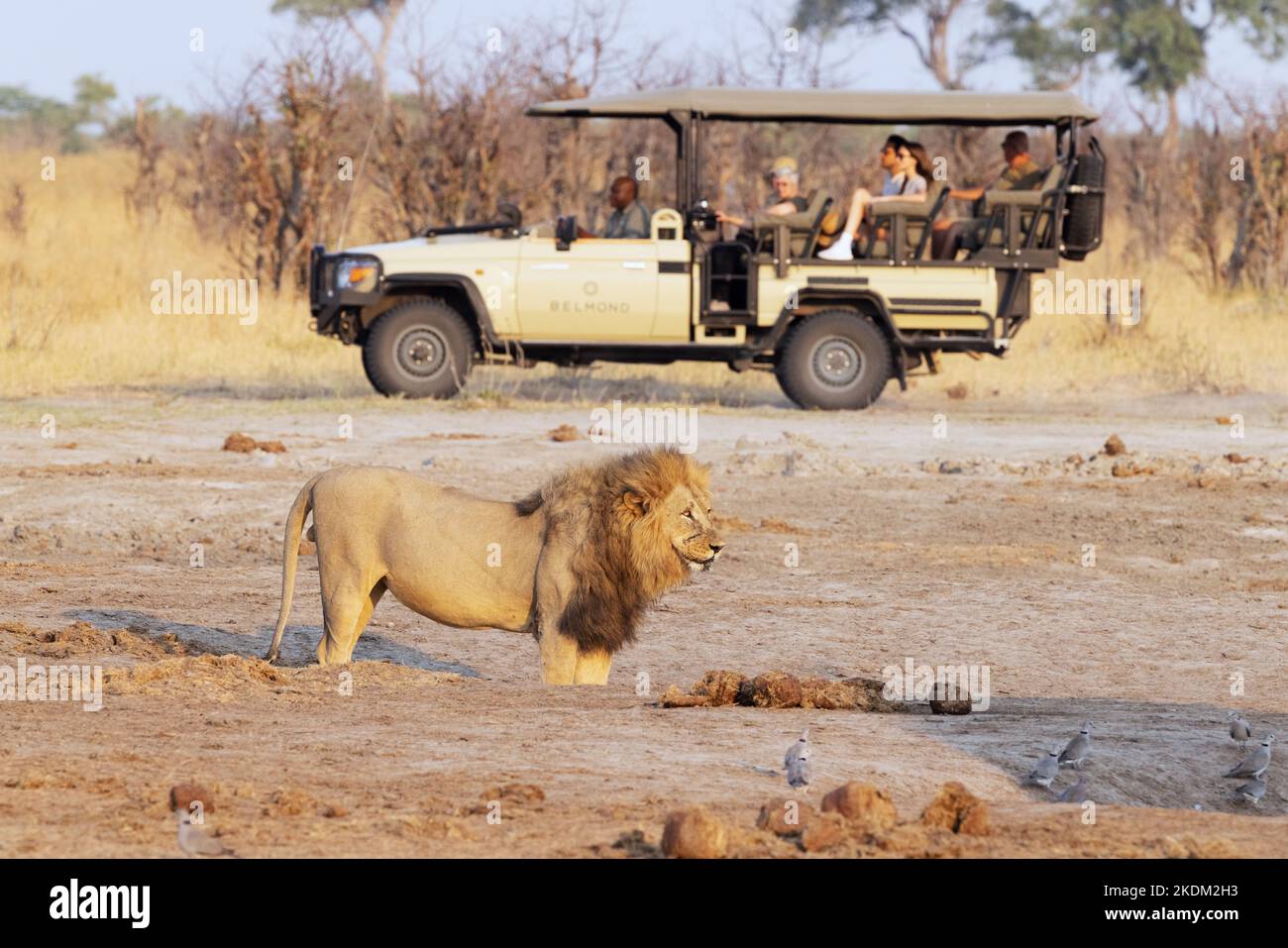Afrika Reisen; Touristen auf einer Jeep-Safari beobachten einen Löwen an einem Wasserloch, Savuti, Chobe National Park, Botswana Afrika. Afrikanische Safari. Stockfoto