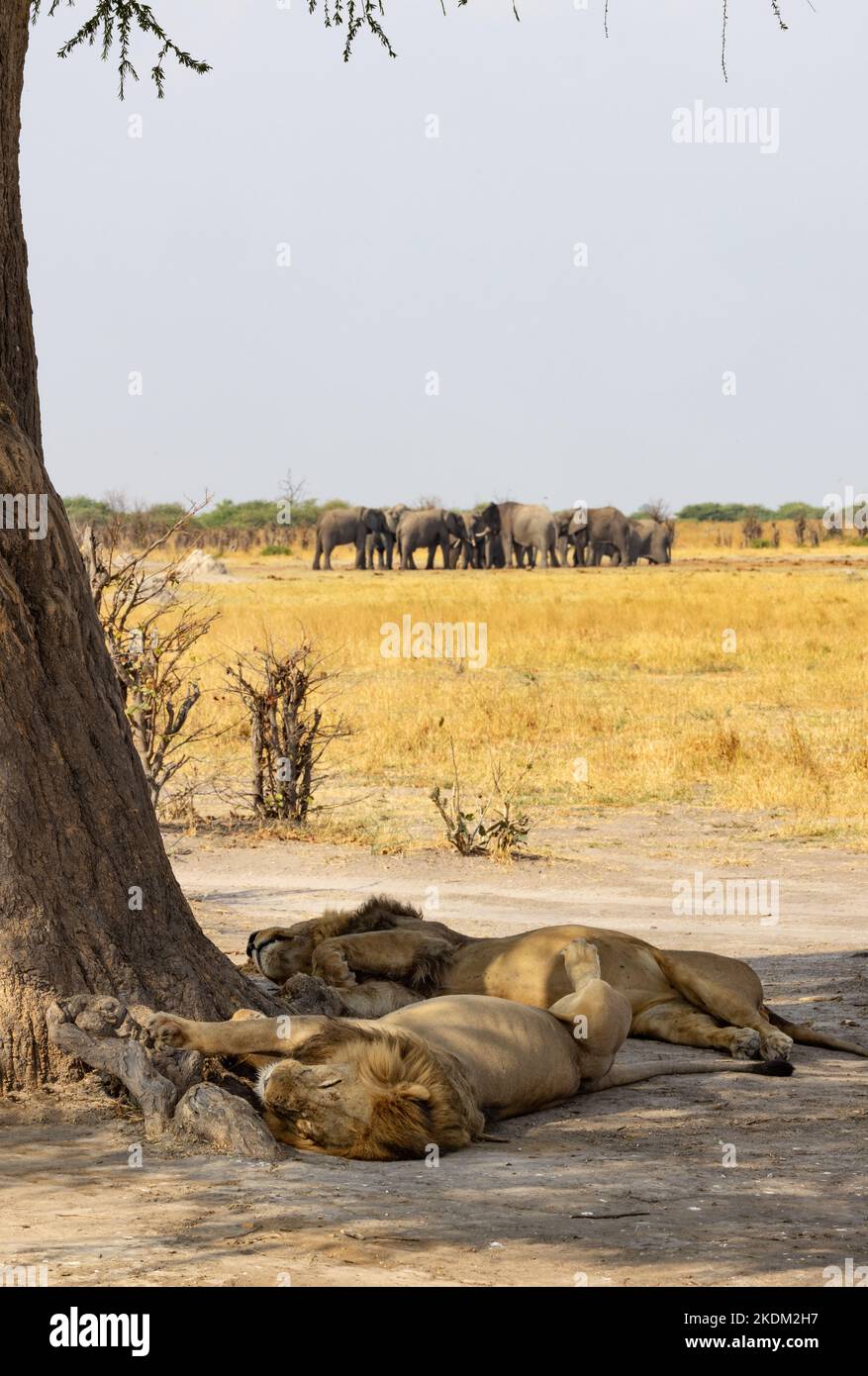 Tierszene in Afrika; zwei männliche Löwen, die unter einem Baum ruhen, mit Elefanten im Hintergrund; Chobe National Park, Botswana Africa. Afrikanische Landschaft. Stockfoto