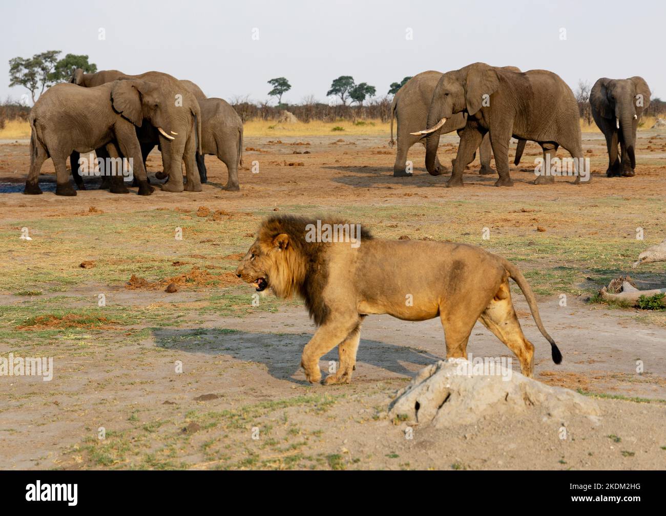 Ein erwachsener männlicher Löwe, Apex-Raubtier, der an Elefanten vorbeiläuft; Chobe National Park, Botswana, Afrika. Afrikanische Wildtierszene. Stockfoto