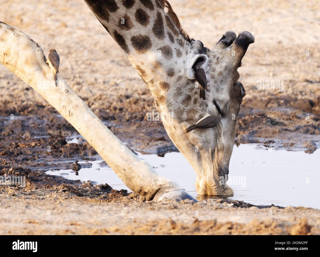 Giraffe Oxpeckers Afrika. Giraffen trinken mit Rotschnabelvögeln, Buphagus erythrorhynchus auf Kopf und Bein, Chobe-Nationalpark, Botsuana Stockfoto
