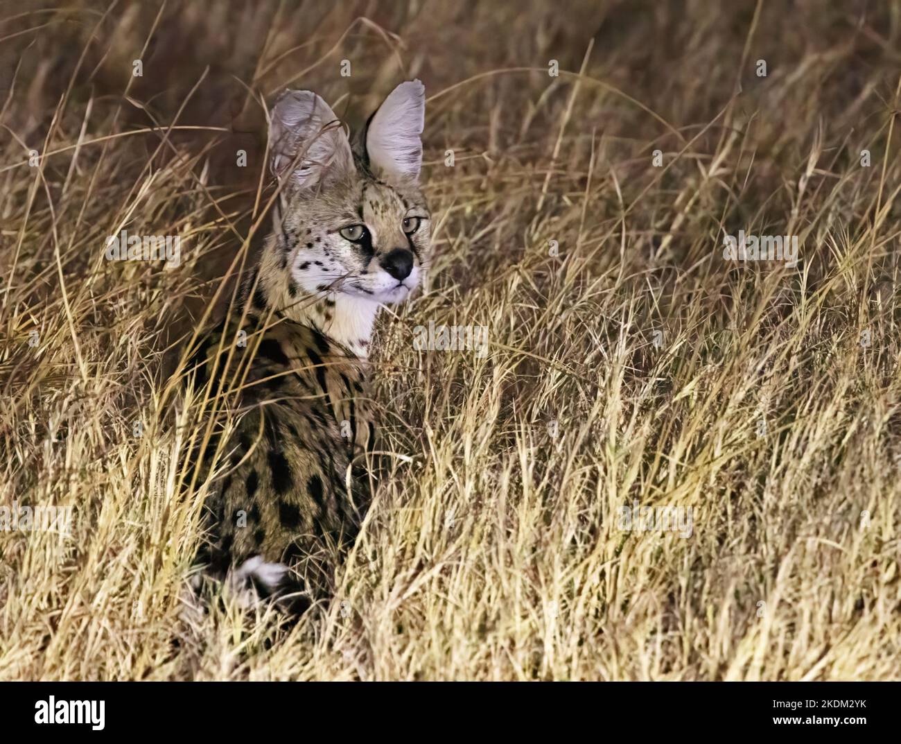 Serval Katze, Leptailurus serval, in der Wildnis bei Nacht, Chobe National Park, Botswana Afrika. Afrikanische Tierwelt Stockfoto