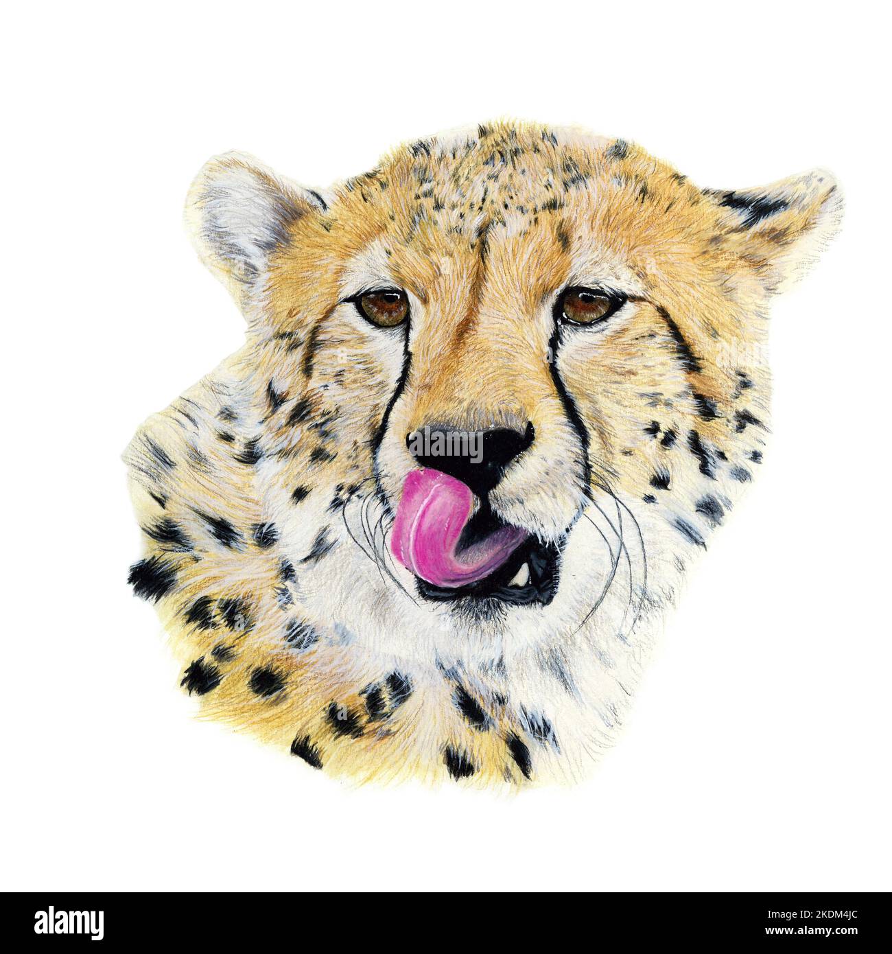 Gepard in Aquarell gezeichnet. Abbildung des Porträts auf weißem Hintergrund Stockfoto