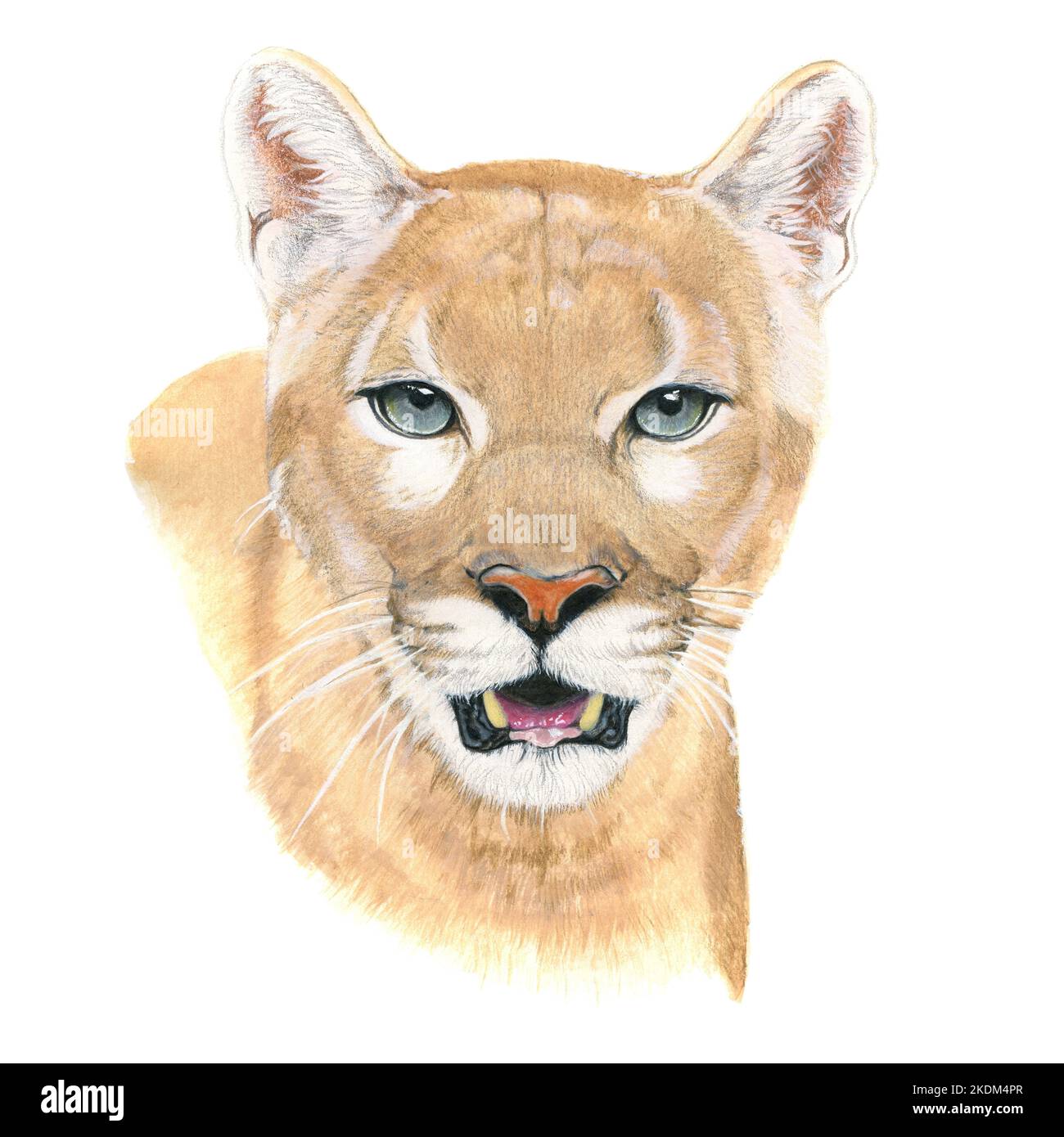 Puma portrait Ausgeschnittene Stockfotos und -bilder - Alamy