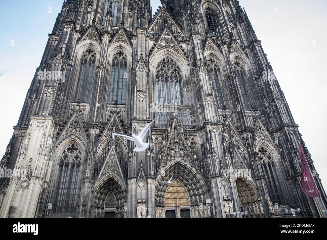 Möwen vor der Westfassade des Doms, Köln, Deutschland. Moewen vor der Westfassade des Doms, Köln, Deutschland. Stockfoto