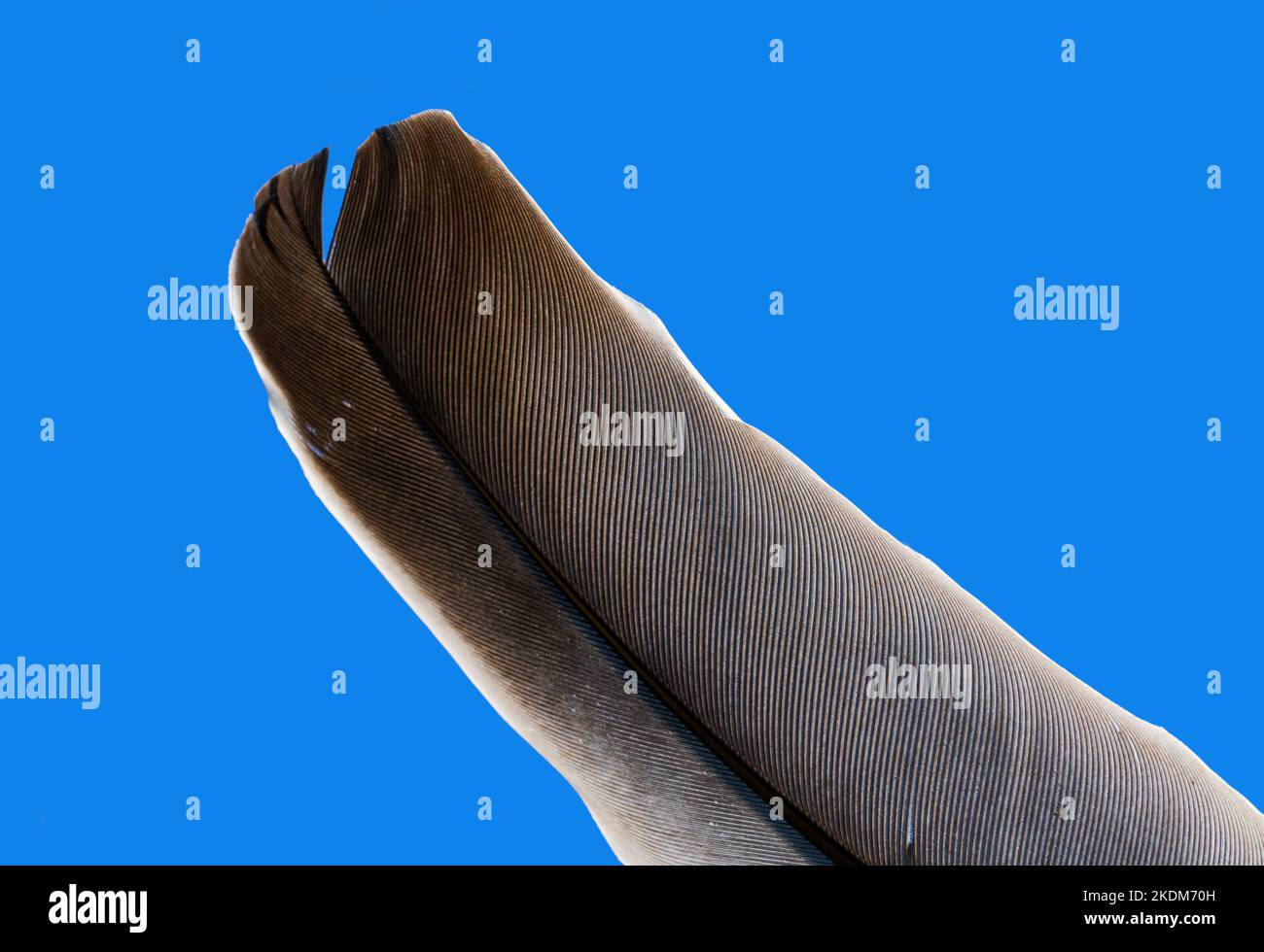Vogelfeder, Nahaufnahme Stockfoto