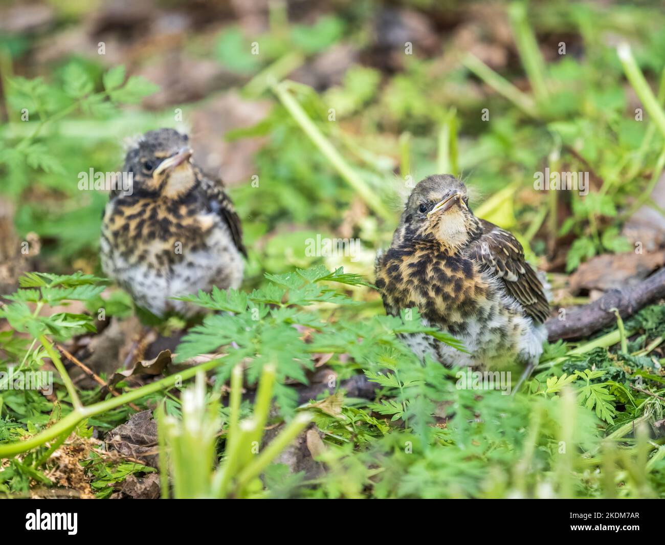 Zwei Feldfeilküken, Turdus pilaris, haben das Nest verlassen und sitzen auf dem Frühlingsrasen. Feldküken sitzen auf dem Boden und warten auf Nahrung Stockfoto