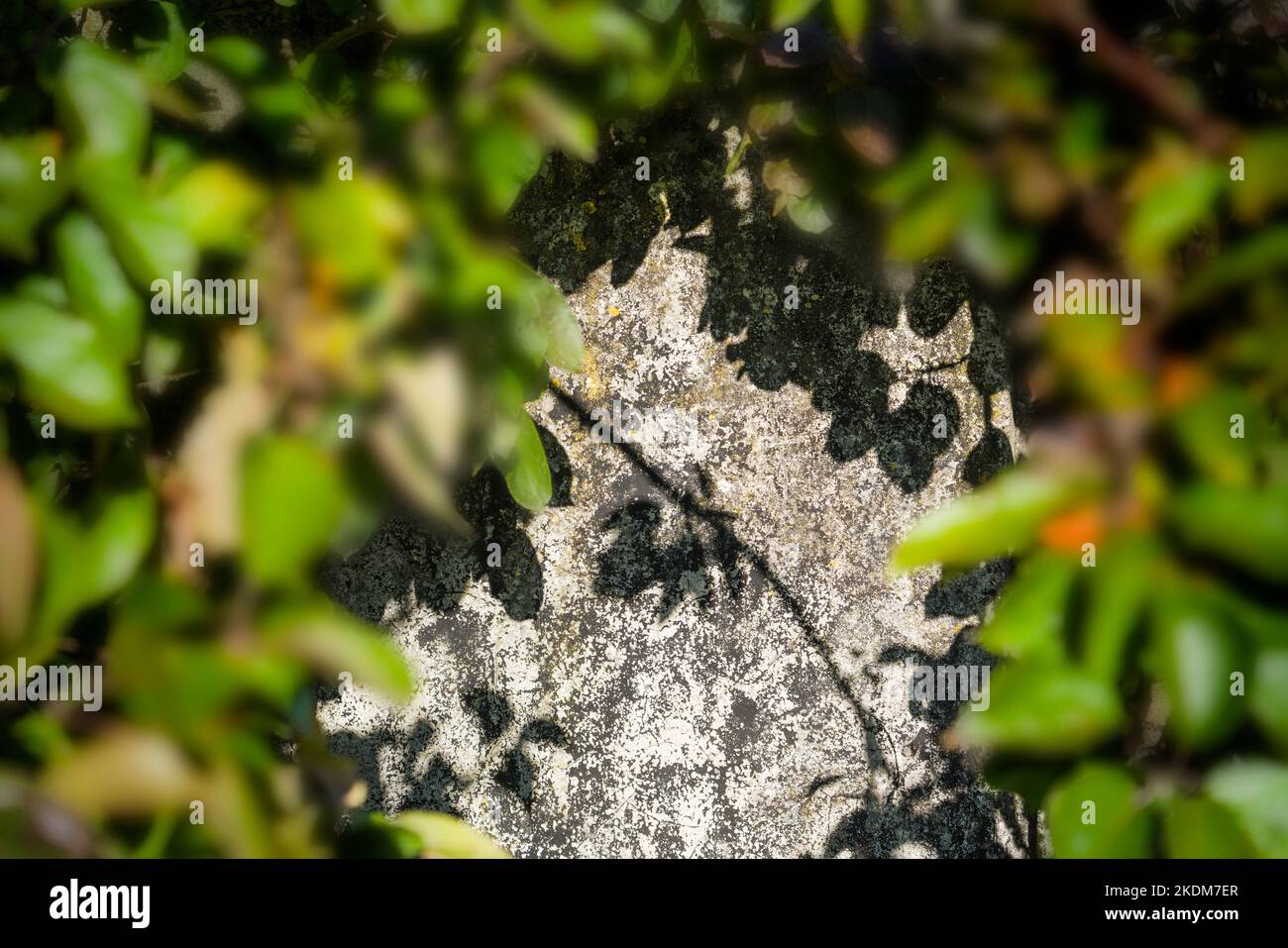 Verschwommenes appletree, Schatten an einer alten Wand Stockfoto