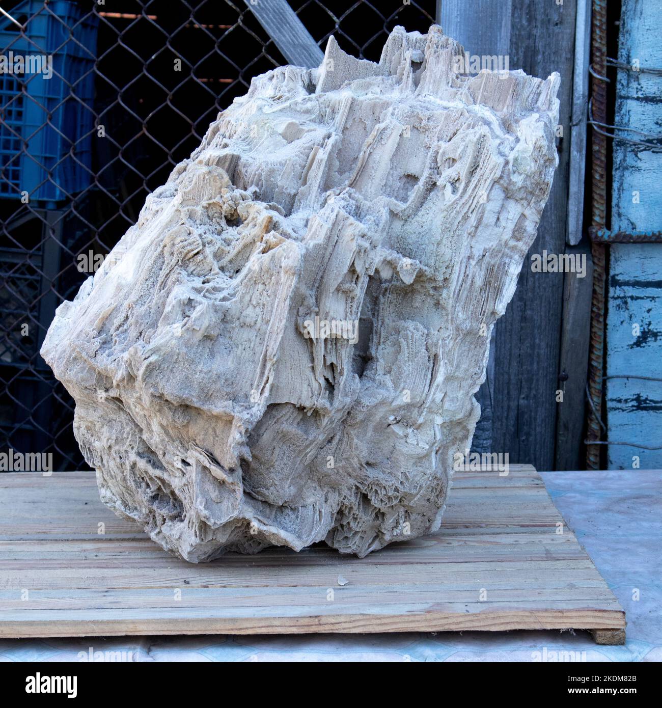 Alte alte versteinerte Holz, Ausgrabung, Mineralien, als schöner Hintergrund Nahaufnahme Vorderansicht schmale Fokuslinie, geringe Tiefenschärfe Makro Stockfoto