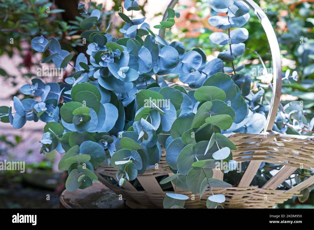 Eukalyptus verzweigt sich in einem Korb Stockfoto