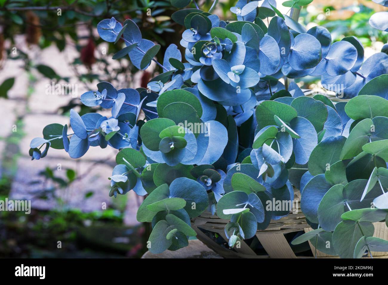 Eukalyptus verzweigt sich in einem Korb Stockfoto