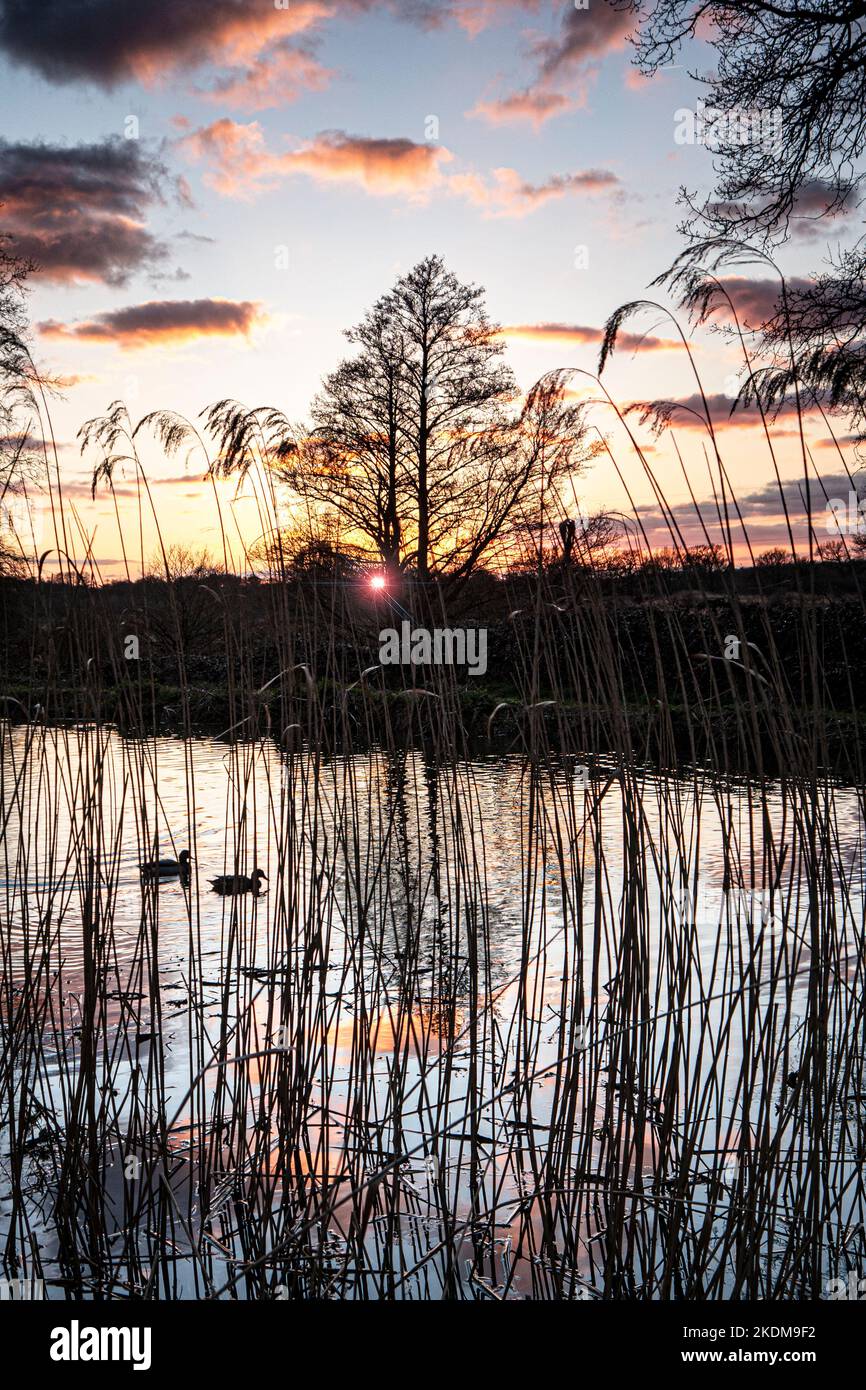 River Wey Winter Sonnenuntergang Abenddämmerung mit einem Paar Mallard Enten auf dem Weg zu ihrem nächtlichen Zufluchtsort, gesehen durch getrocknete Winter-Flussreben River Wey Ripley Surrey UK Stockfoto