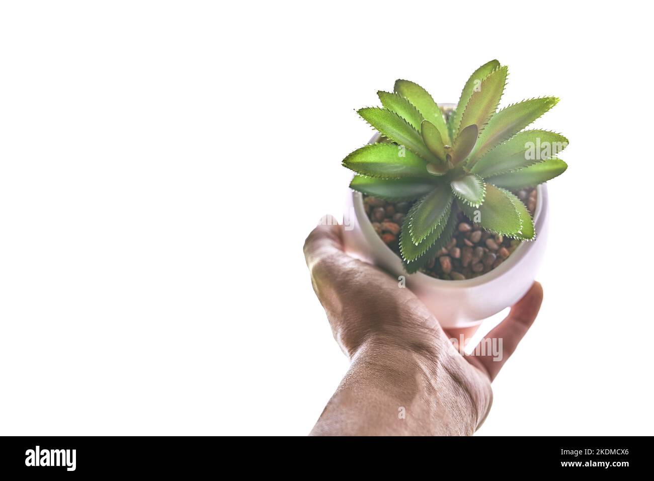 Die Hand einer Frau hält einen Topf mit einer Pflanze. Nahaufnahme einer grünen Sukulente in einem runden Topf, hervorgehoben auf einem weißen isolierten Hintergrund. Eine modische Zimmerpflanze mit Sandsteinen und Kopierraum. Hohe Qualität Stockfoto