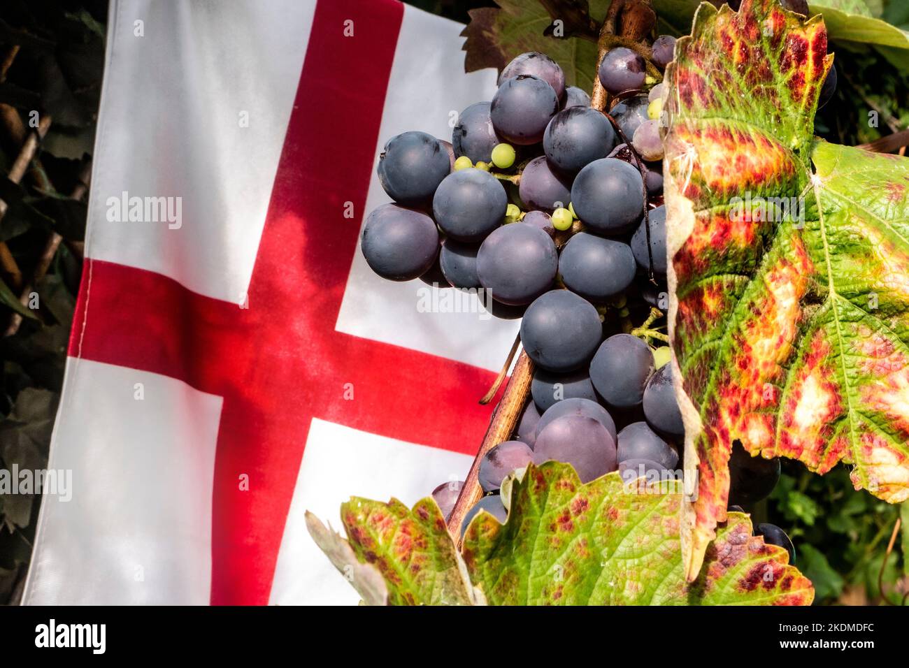 Englisches britisches Weintraubenernteproduktionskonzept. Schuyler reifendes Traubenbündel in Großbritannien mit britischem Flaggenkreuz von Saint George hinter sich, Stockfoto