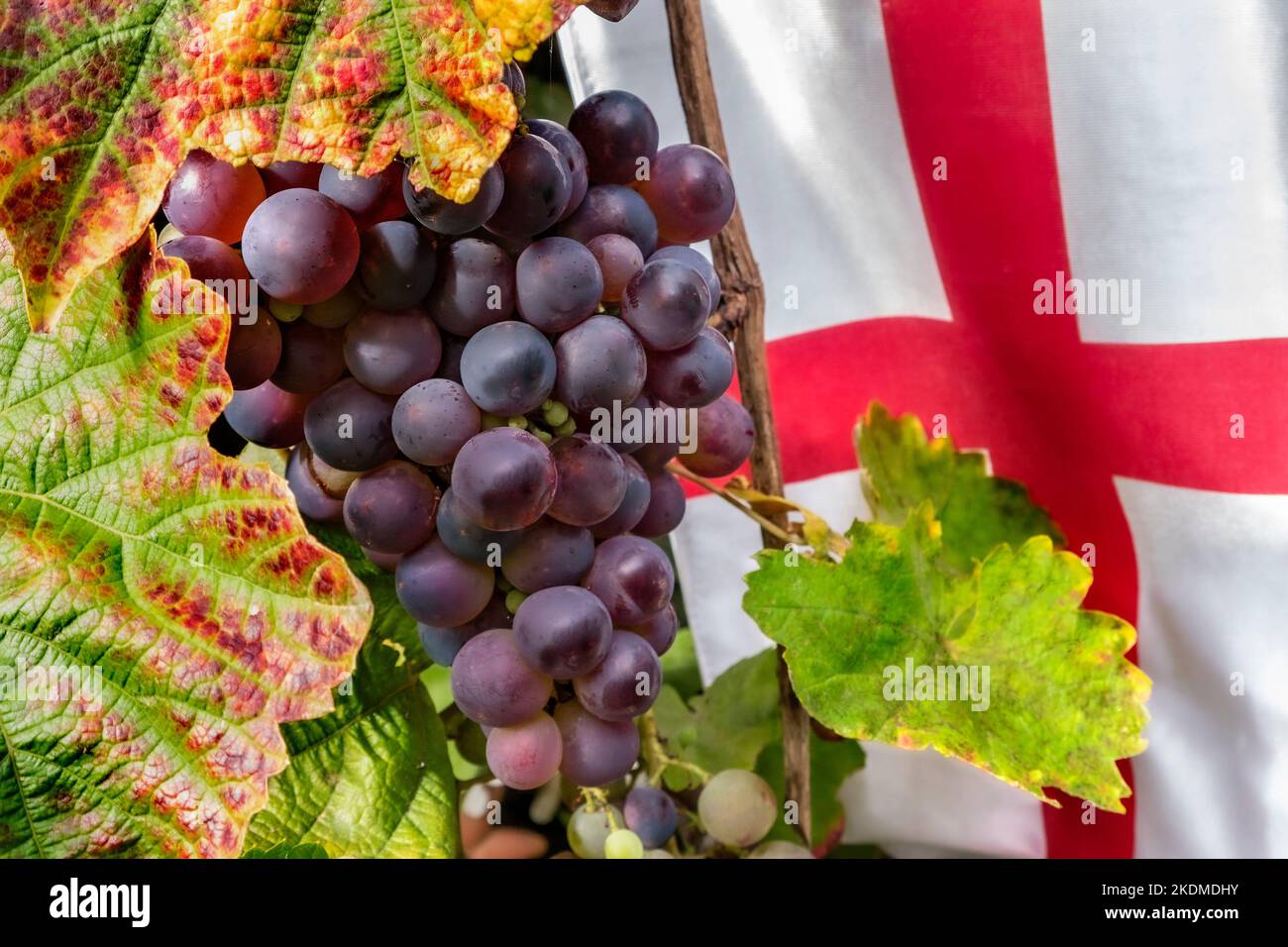 Englisches Weinkonzept Trauben Ernte Produktion. Schuyler-Trauben reifen in Großbritannien auf Weinreben mit der Flagge von Saint George, Stockfoto