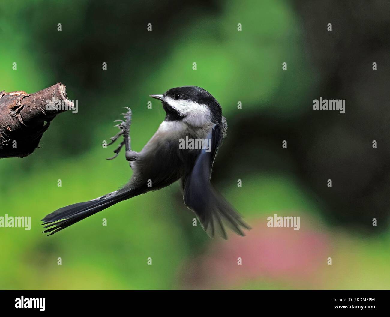 Black-capped Chickadee im Flug in Landeposition beim Anflug auf ein Baumglied. Stockfoto