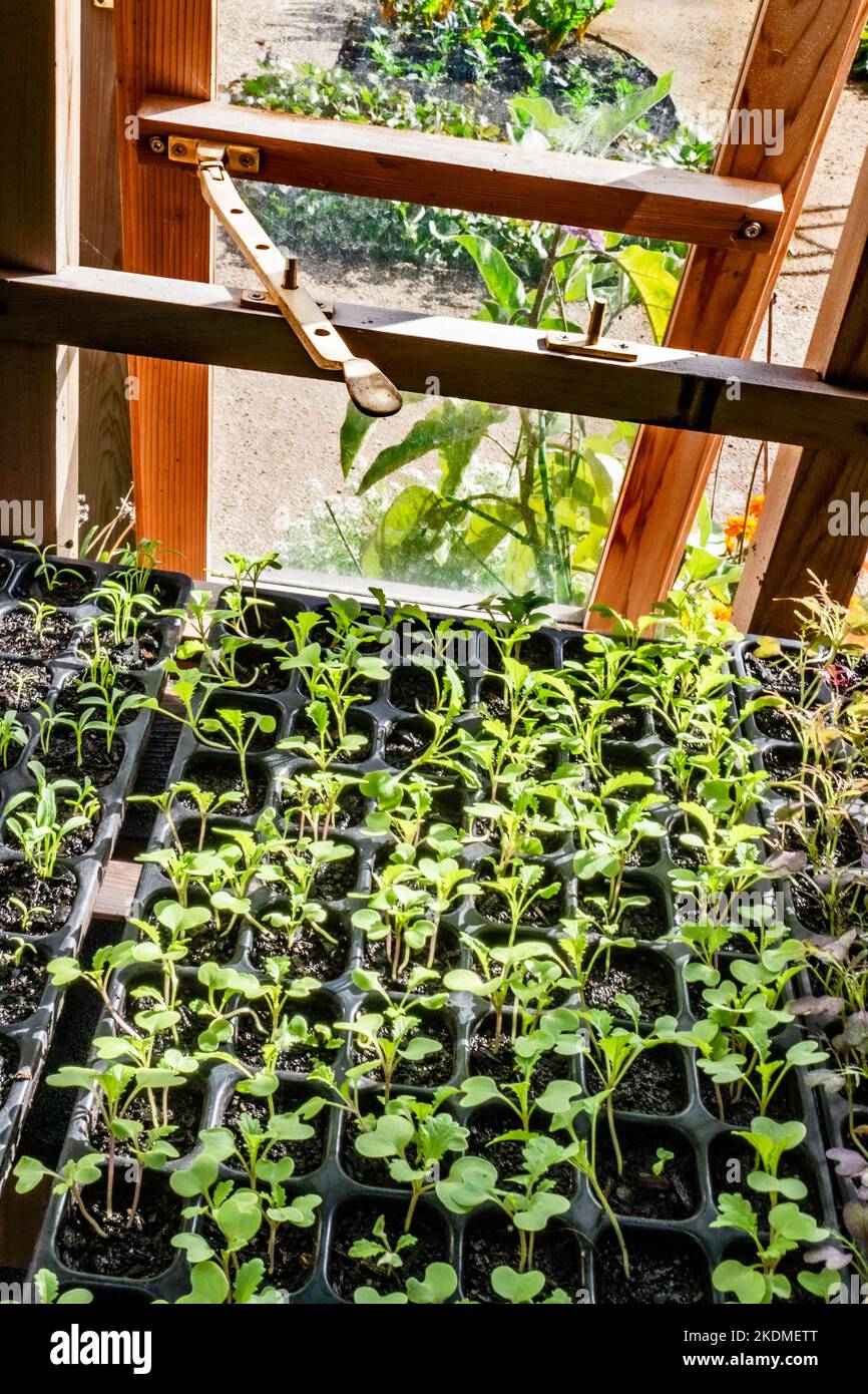 Senfkörner 'Green-in-the-Snow' brassica, die in Modultabletts im traditionellen Gewächshaus herausstechen.hohe Konzentrationen von Vitamin A und C, Kalzium und Kali. Stockfoto